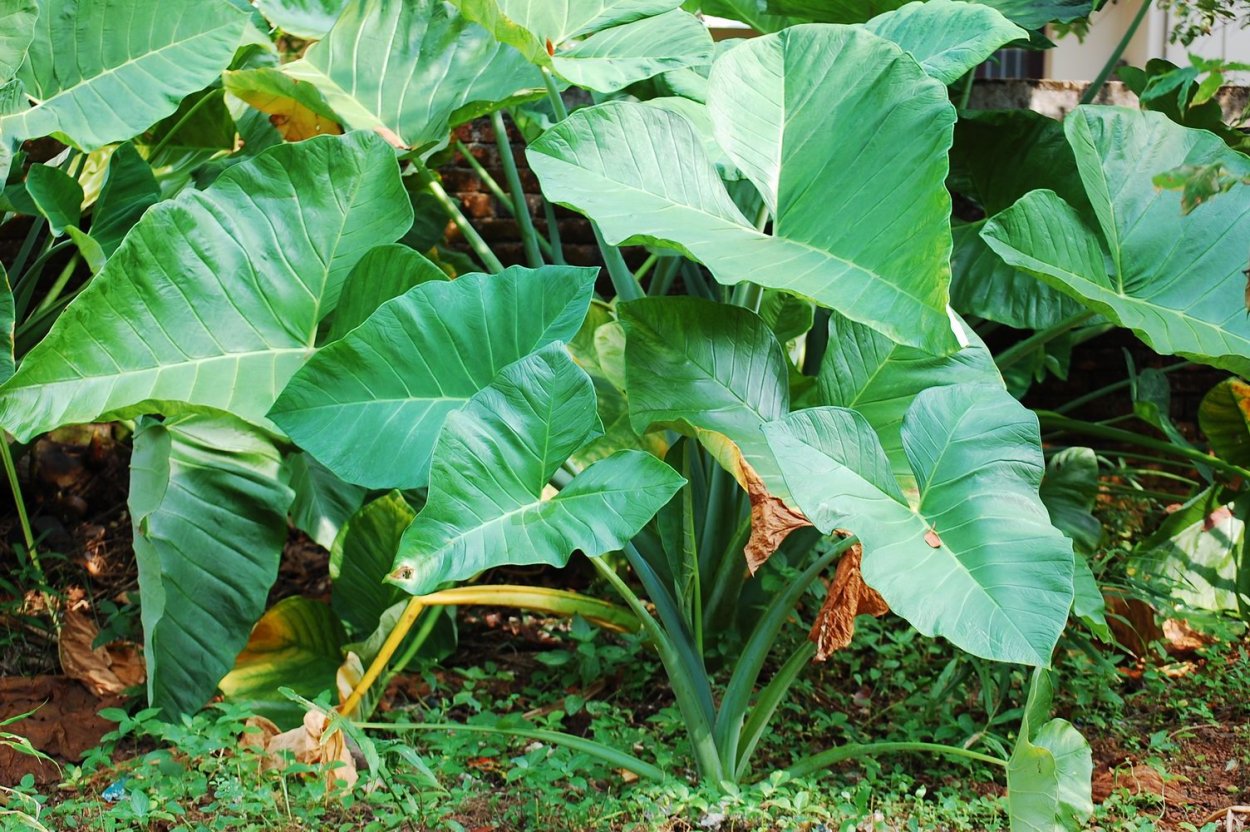 Колоказия Елепхант