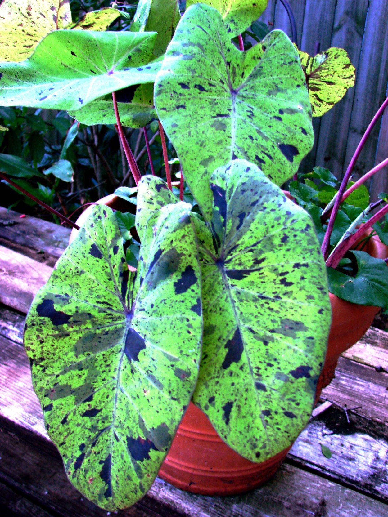 Алоказия Триангулярис