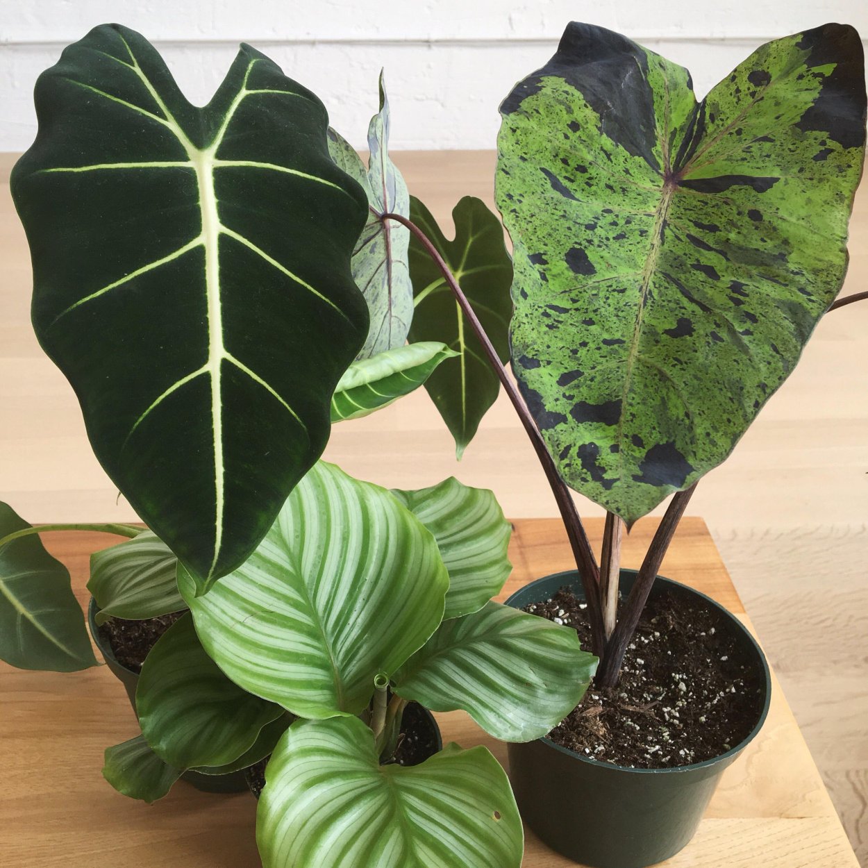 Алоказия Венти