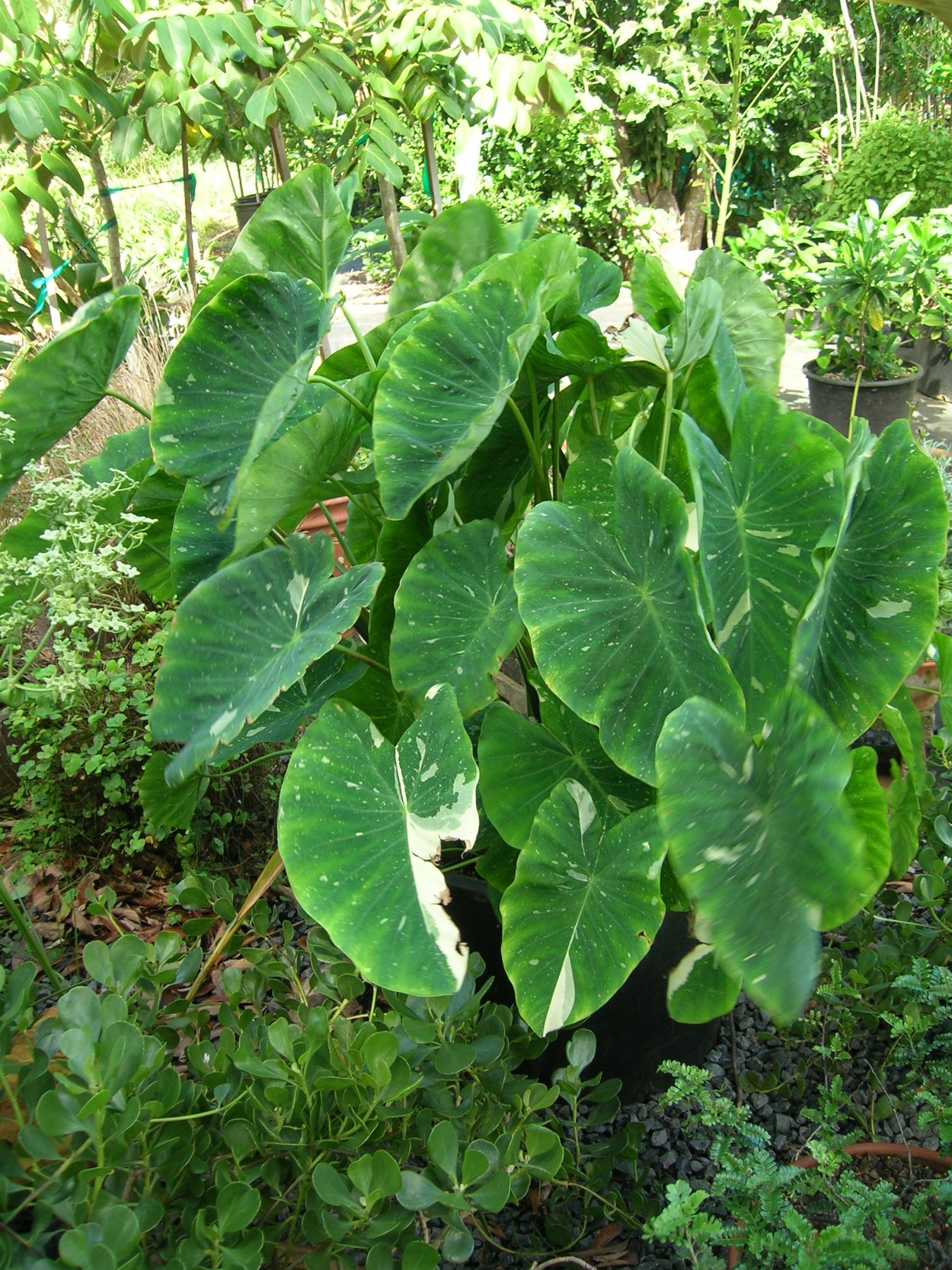 Колоказия кул Бьюти