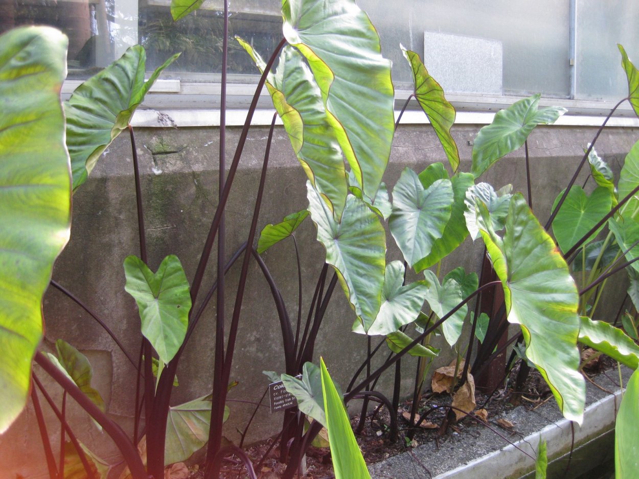 Colocasia esculenta 'Mojito'