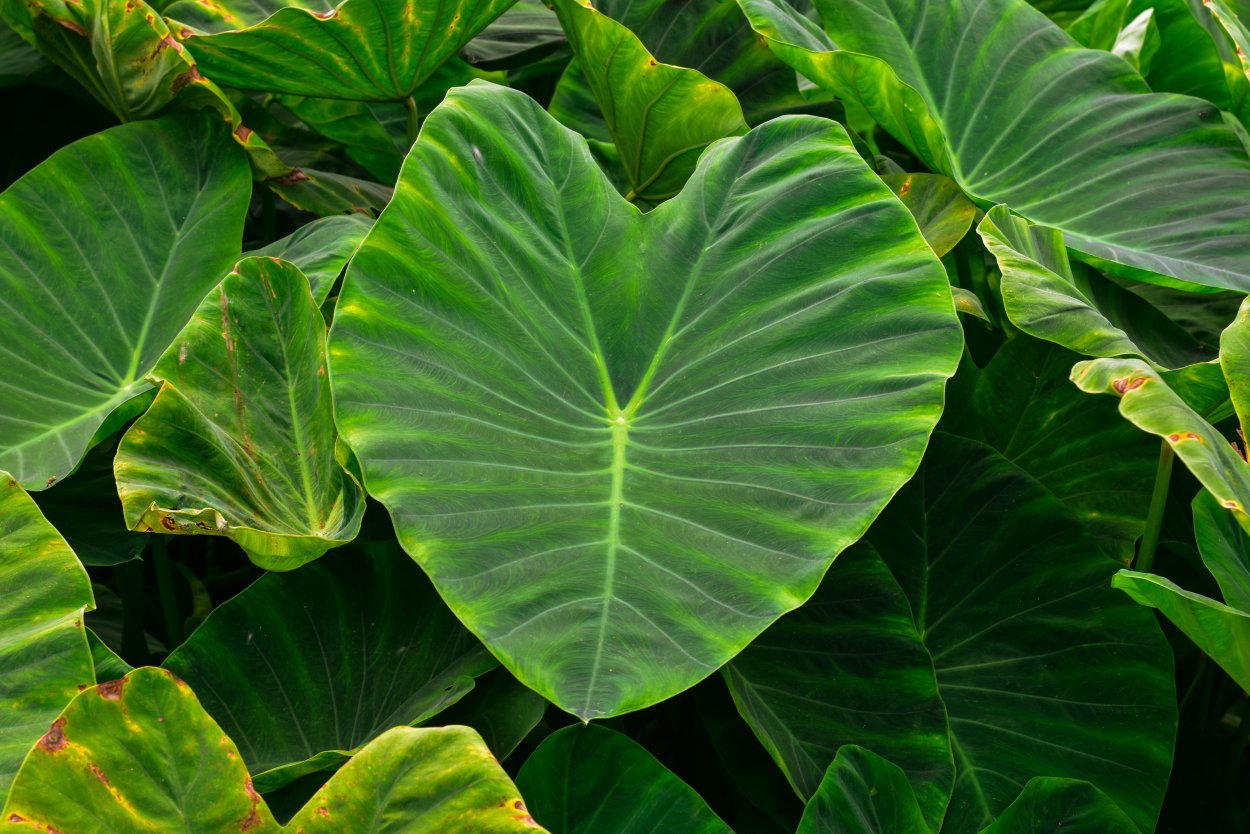 Колоказия Уайт лава