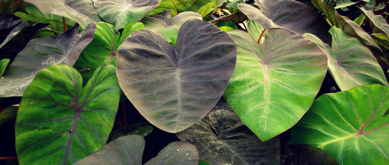 Colocasia esculenta l. Schott