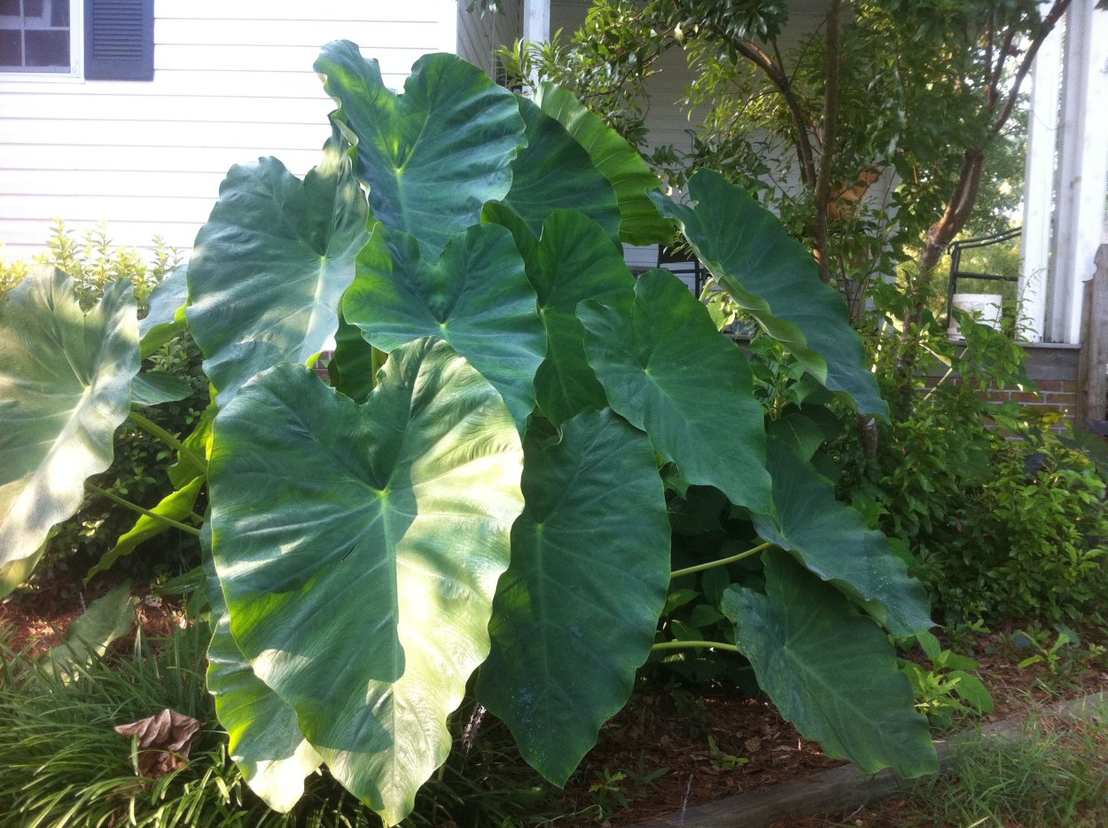 Колоказия съедобная Блэк Мэджик