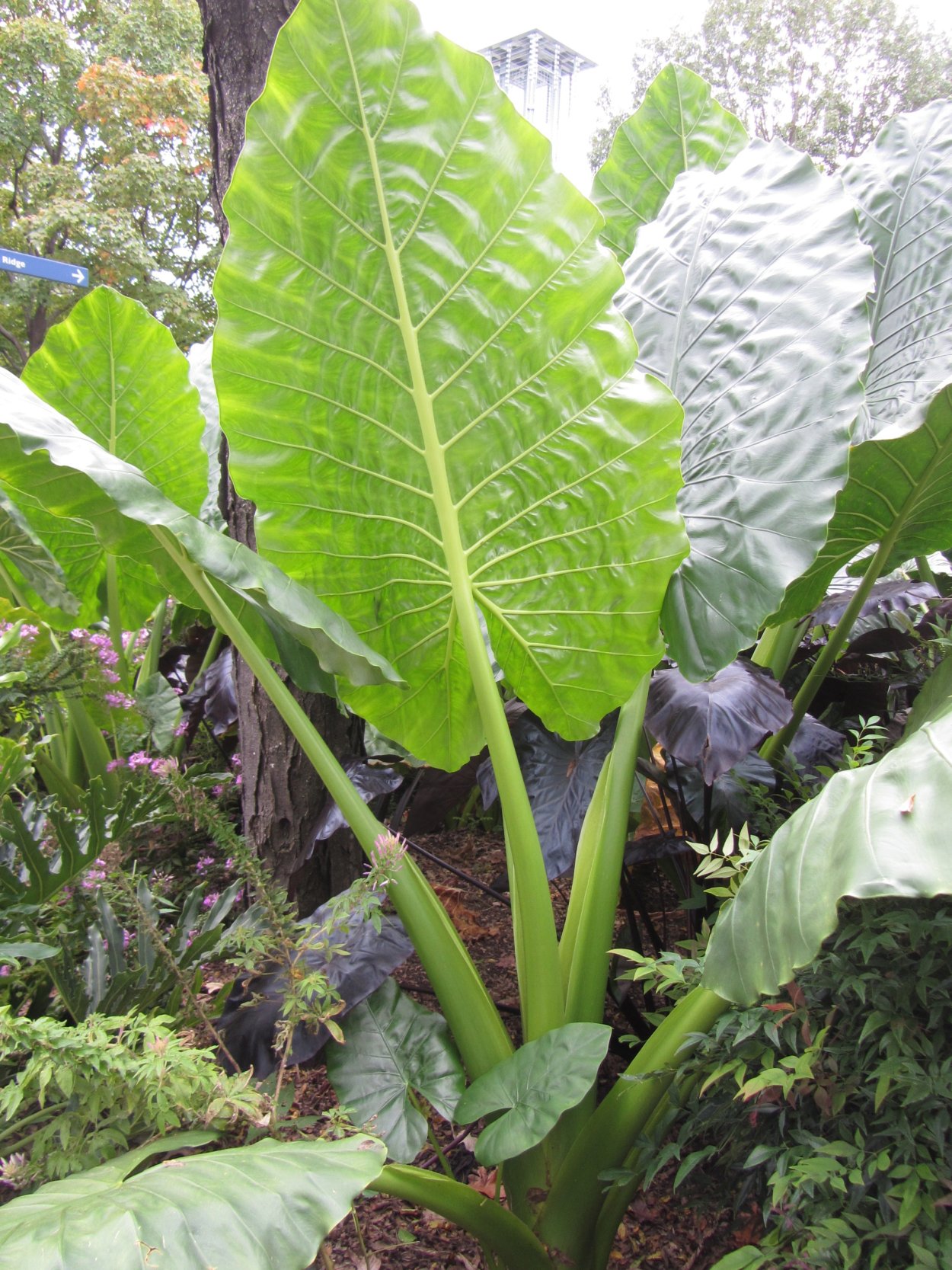 Колоказия Слоновье ухо