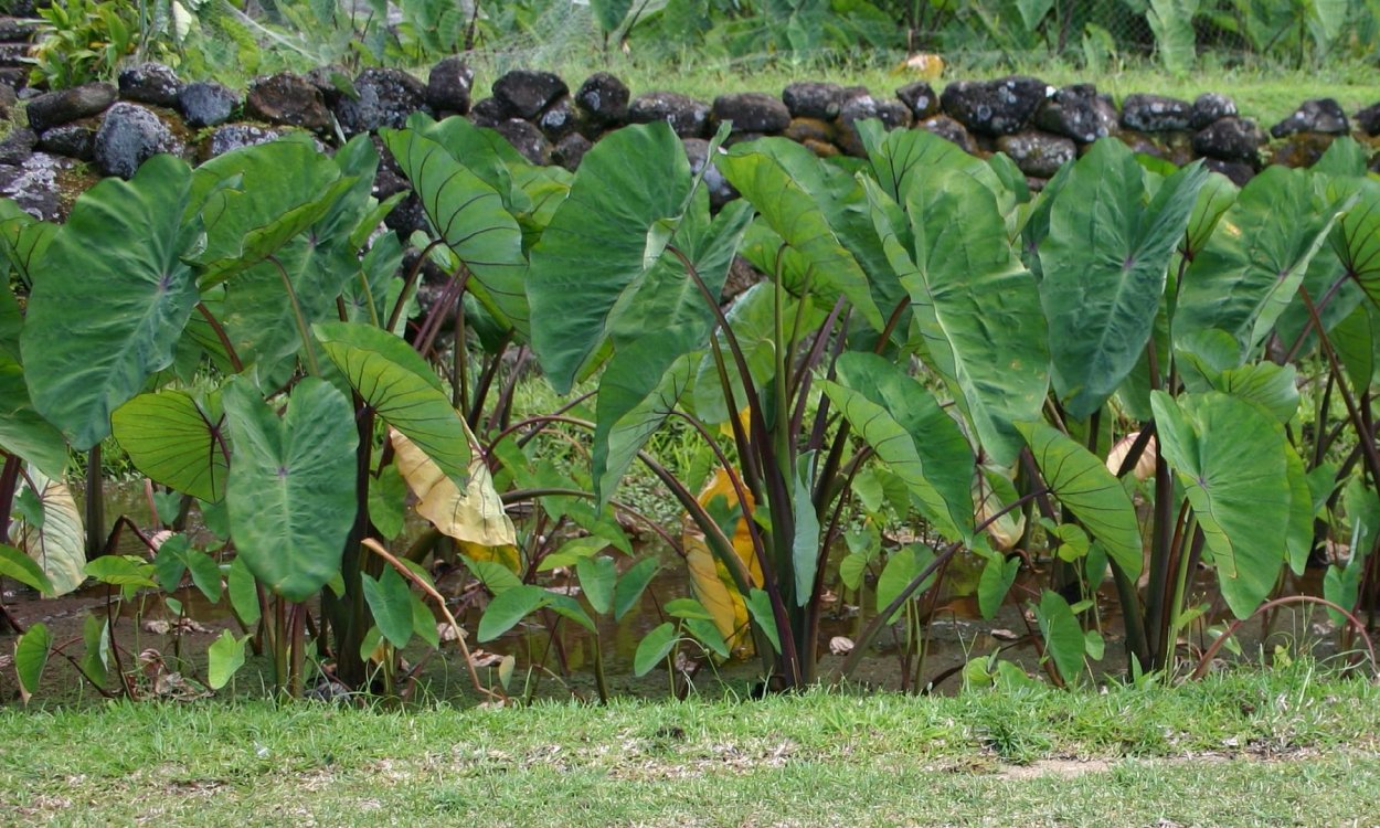 Алоказия Azlanii