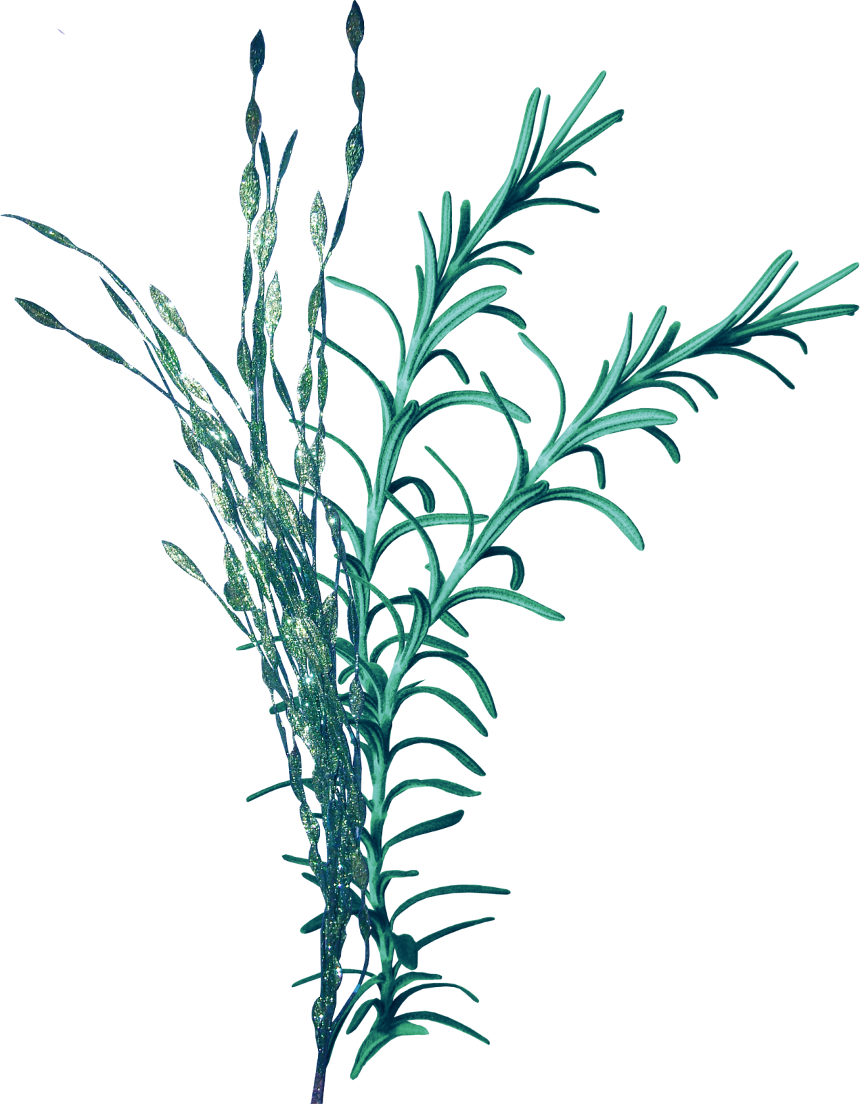 Водоросли макрофиты