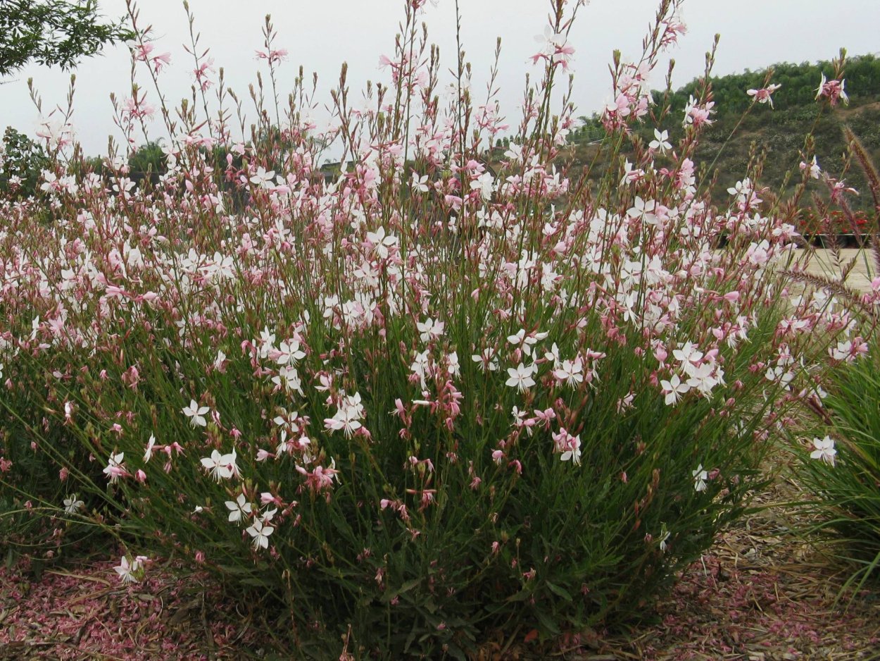 Гаура Линдхеймера passionate blush