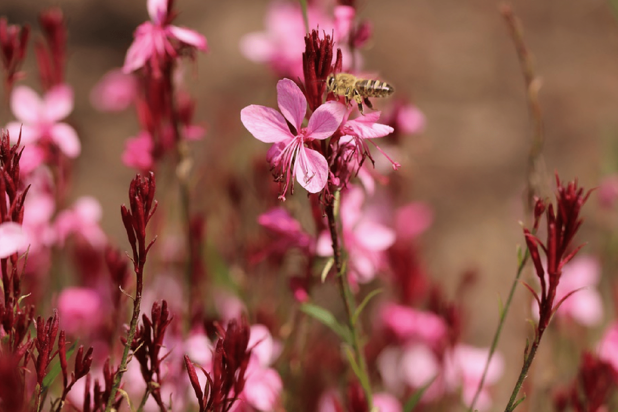 Растения няньки защищающие другие растения