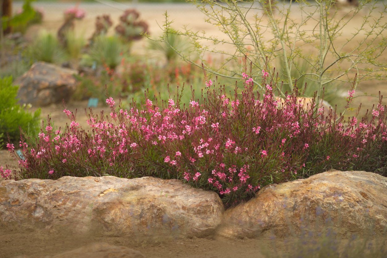 Гаура Гауди ред