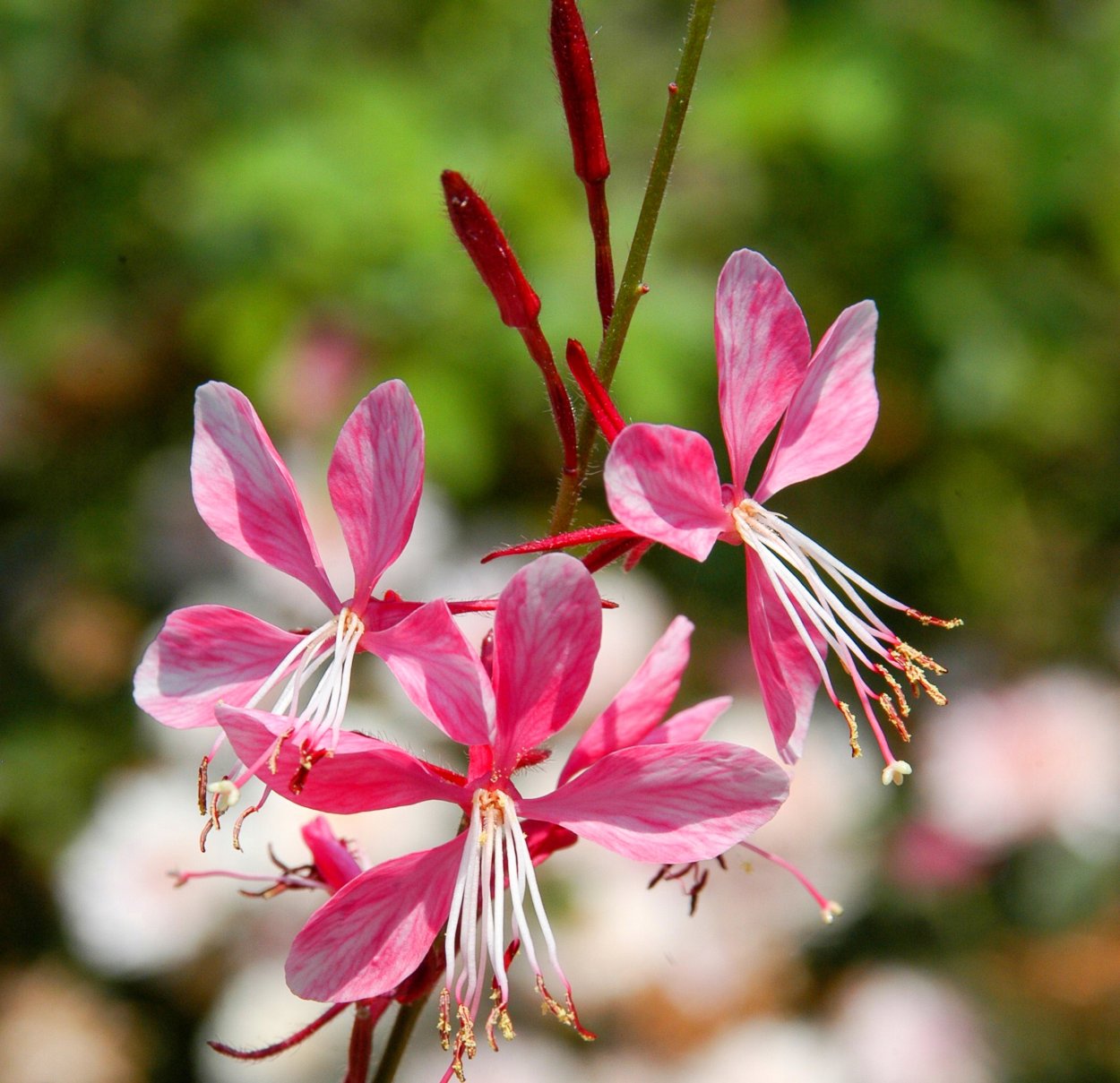 Гаура Gambit variegata Rose
