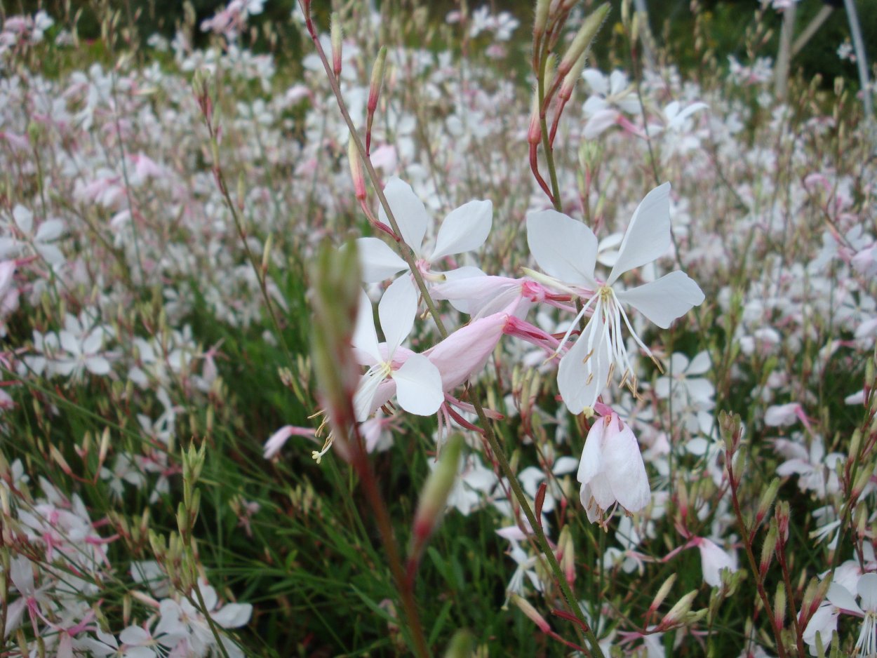 Гаура "graceful Light Pink"