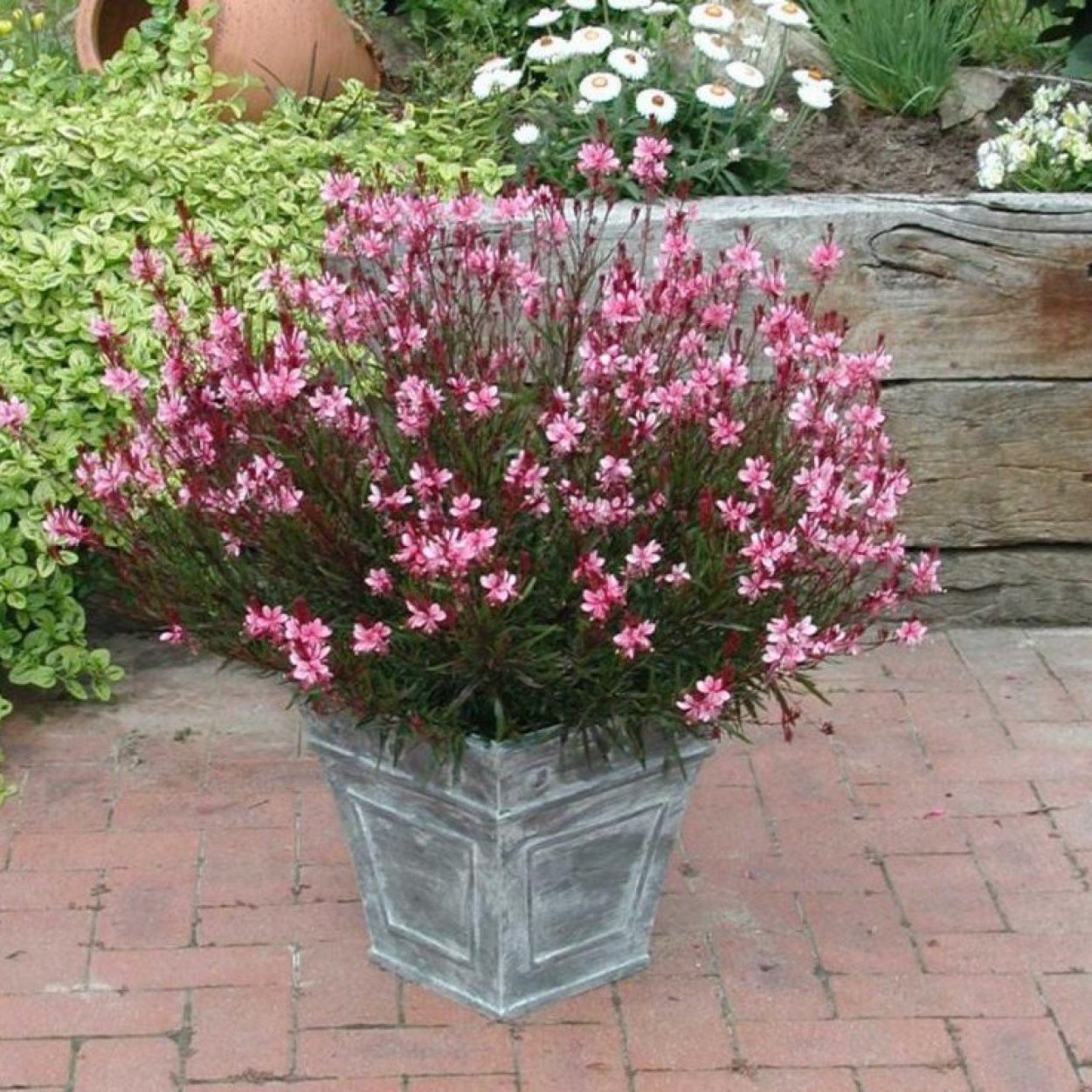 Гаура Линдхеймера