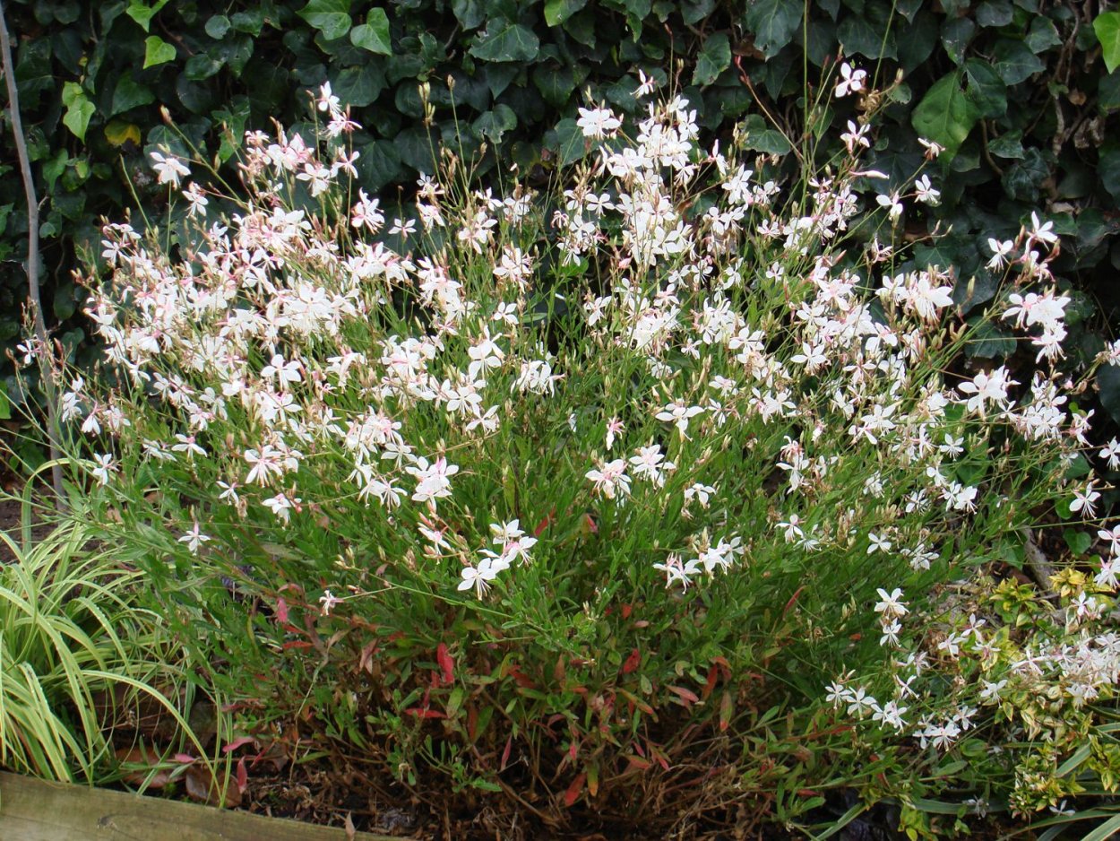 Гаура цветок семена