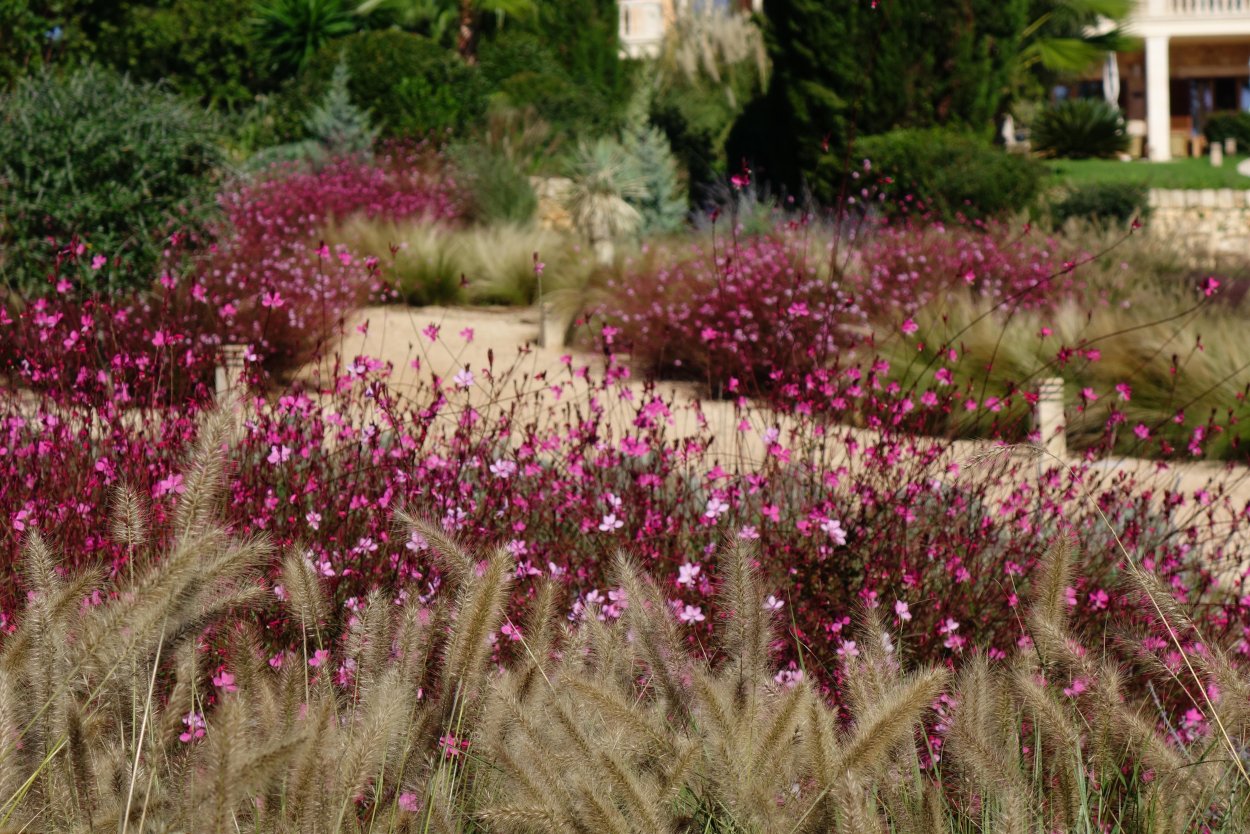 Гаура "graceful Light Pink"