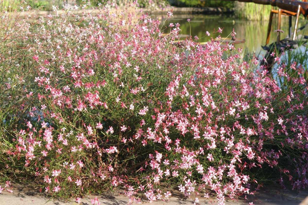 Гаура перовския