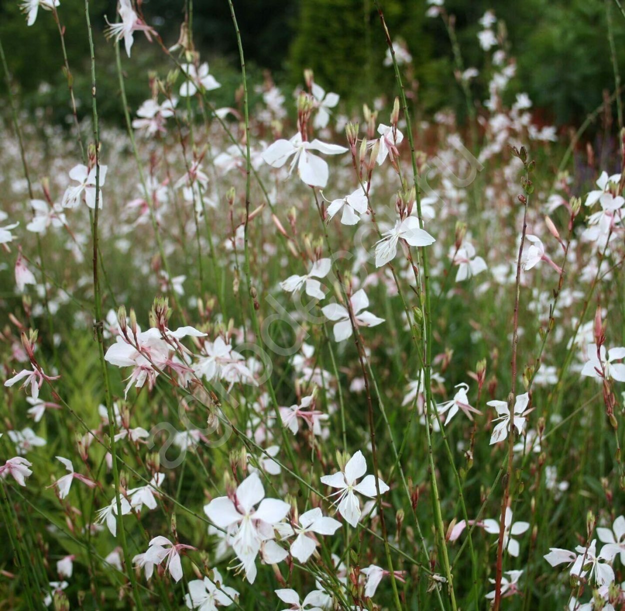 Гаура гамбит Роуз