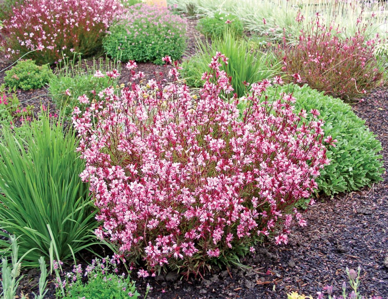 Гаура Линдхеймера Стеффи Блаш Пинк