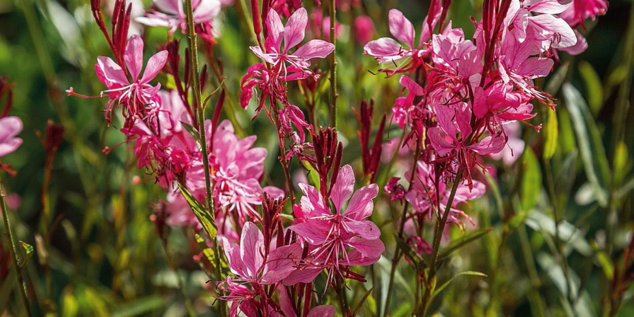 Гаура Gaura lindheimeri graceful Light Pink