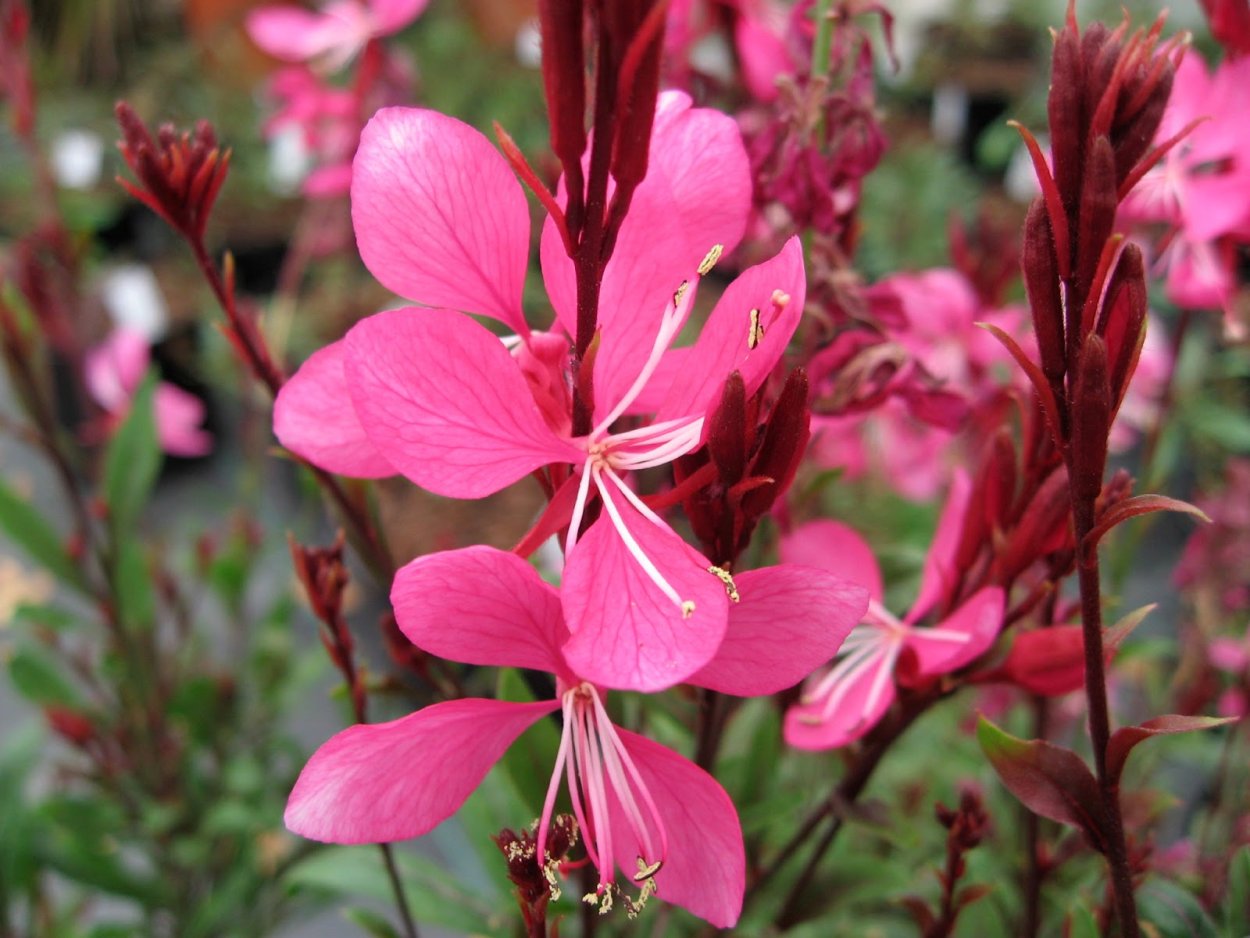 Гаура Gaura lindheimeri