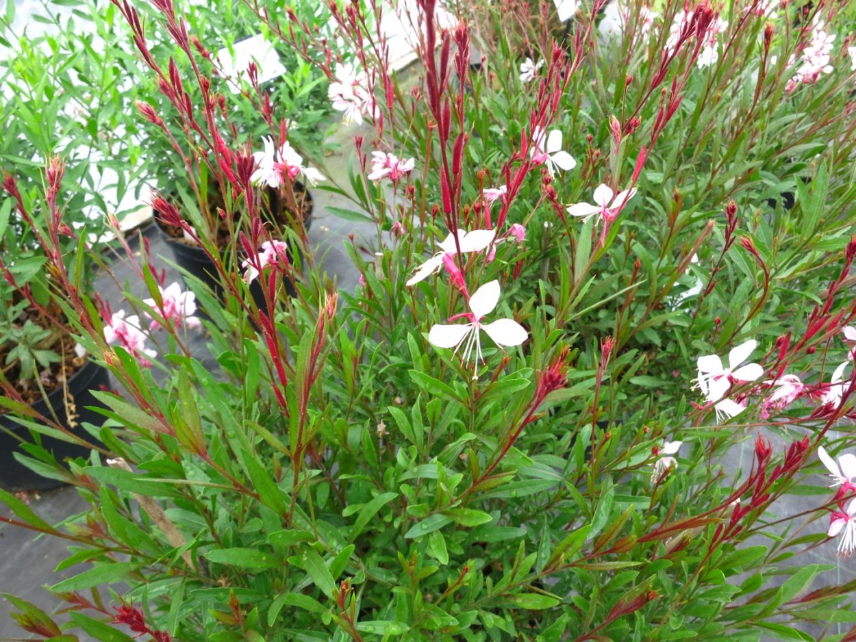 Гаура Gaura lindheimeri "Whirling Butterflies