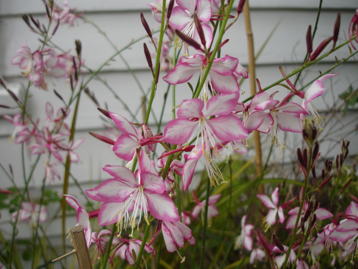 Гаура гамбит компакт Пинк