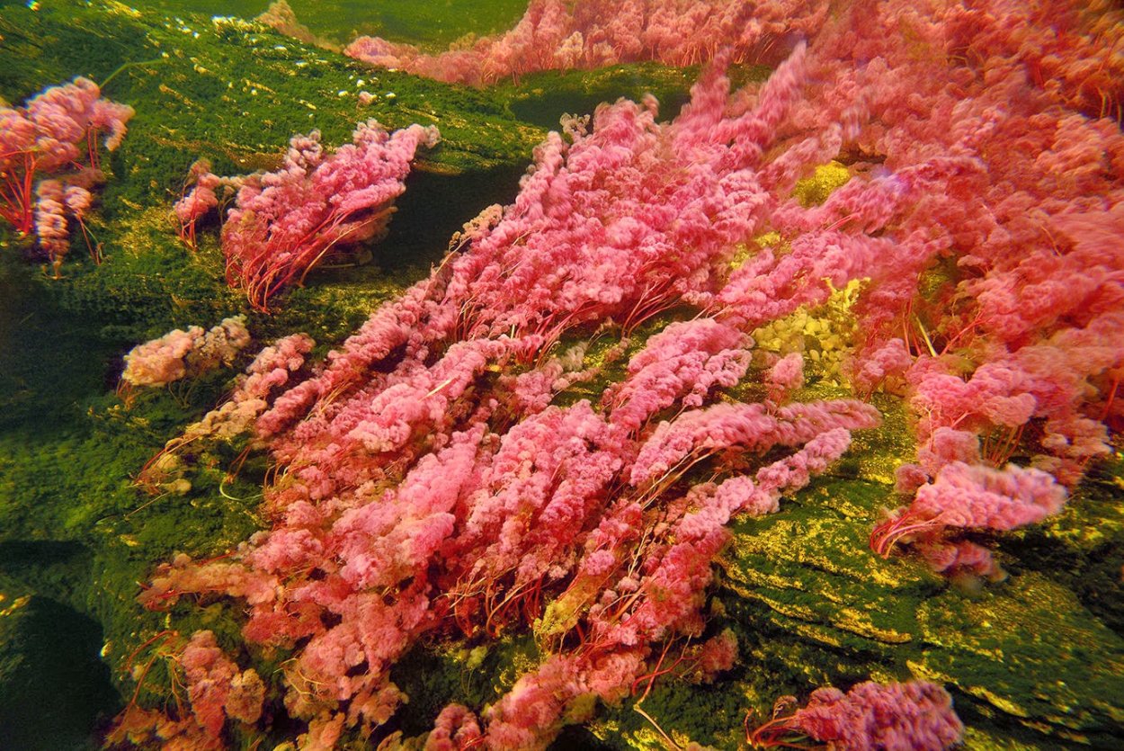 Красивые водоросли