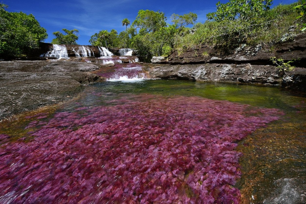 Психоделическая река Cano cristales