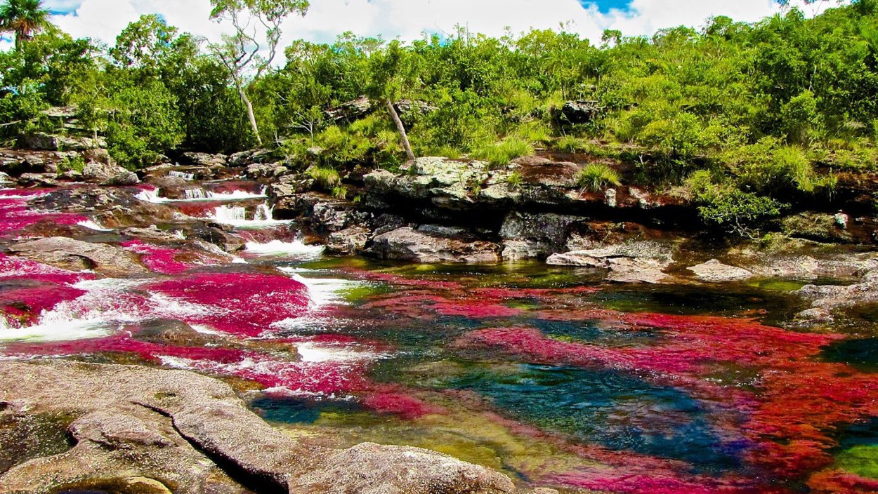 Подводные растения