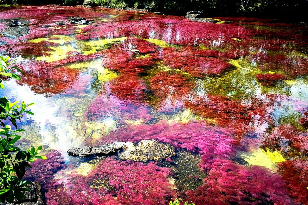 Самые красивые водоросли в мире