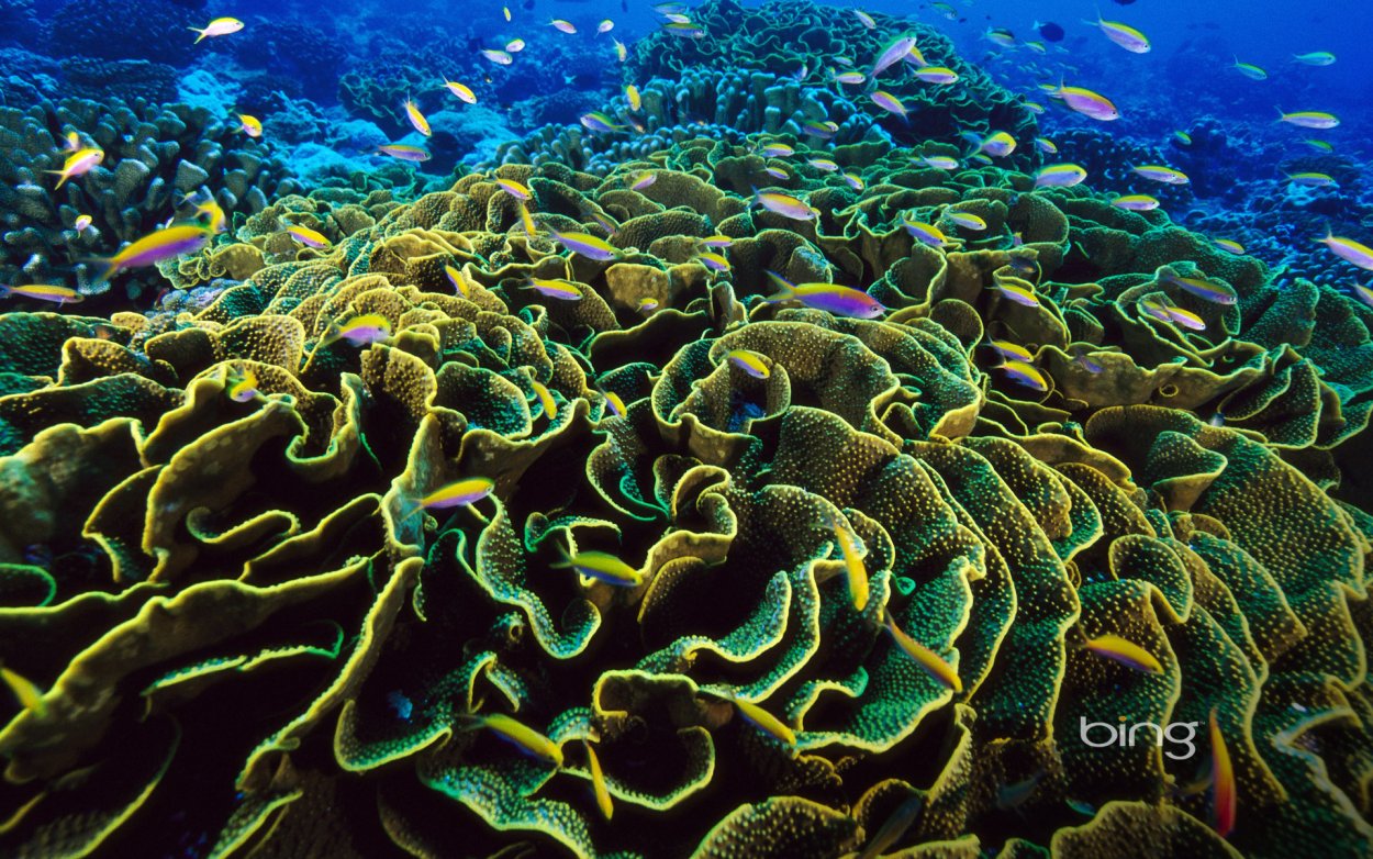 Spirulina водоросль