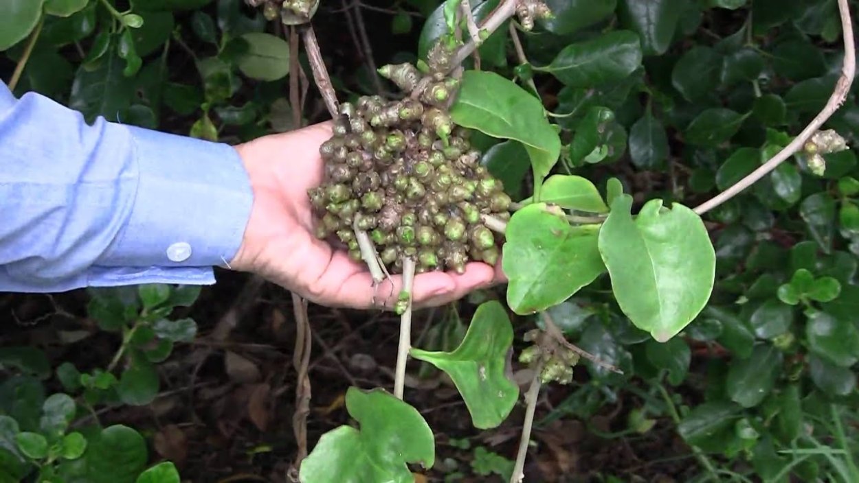 Буссенгольция клубни