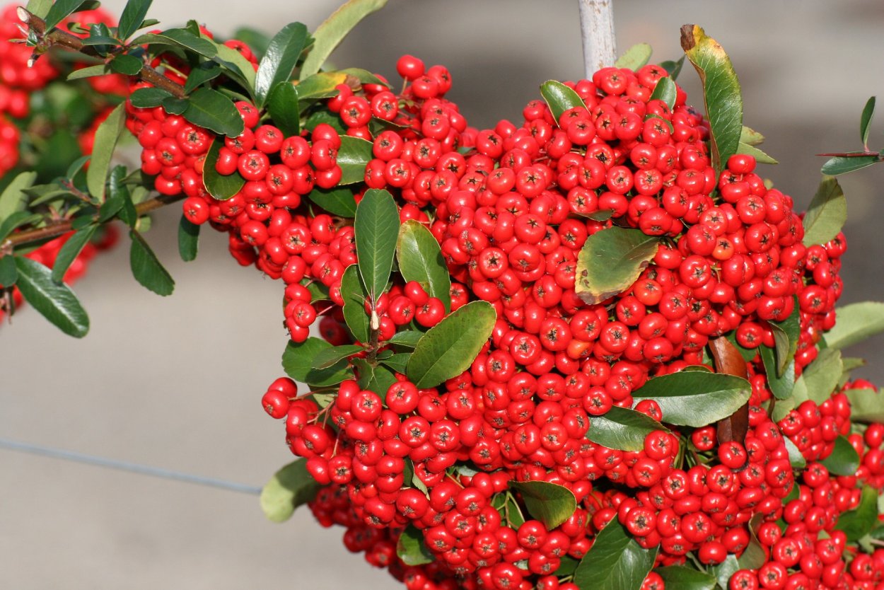 Пираканта Форчуна