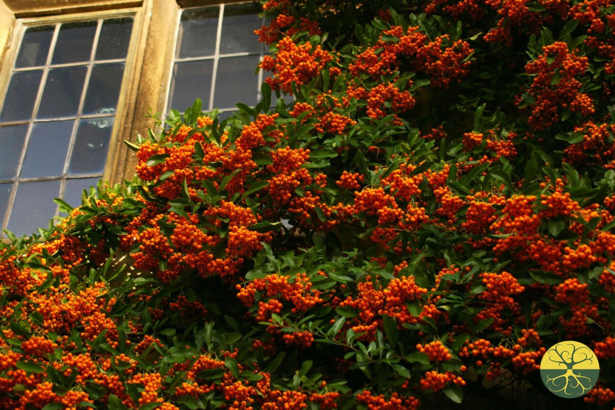 Пираканта coccinea