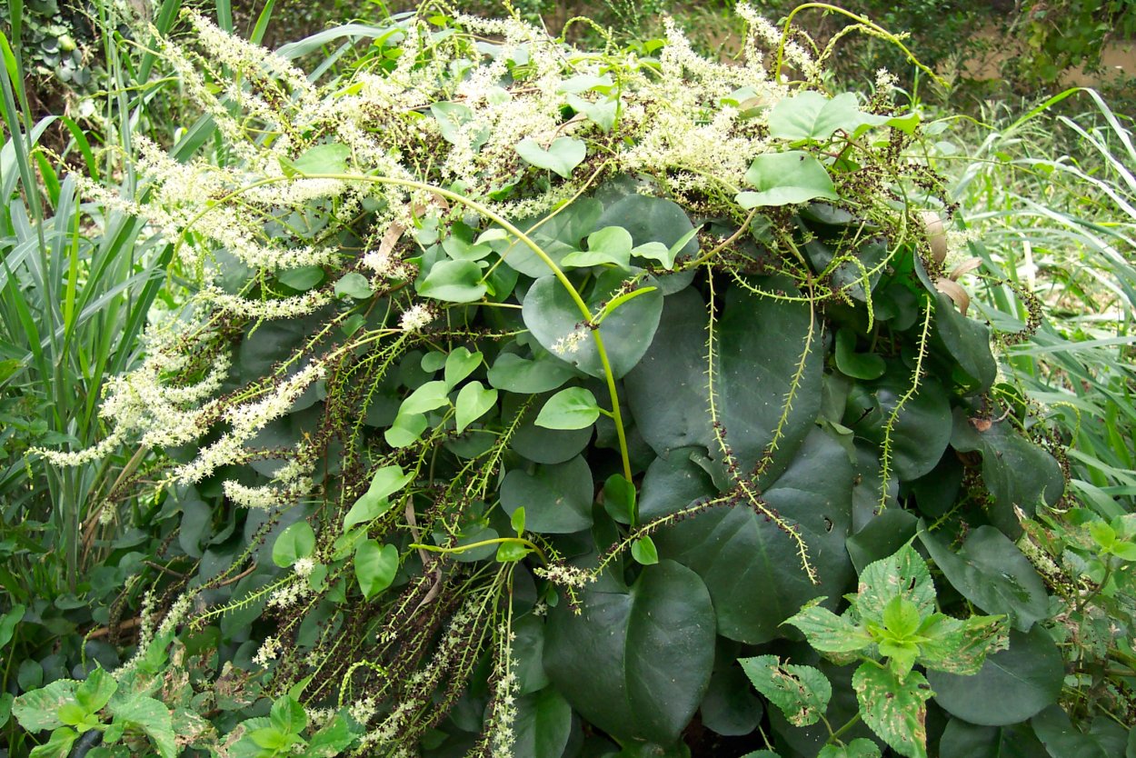 Буссенгольция Андредера