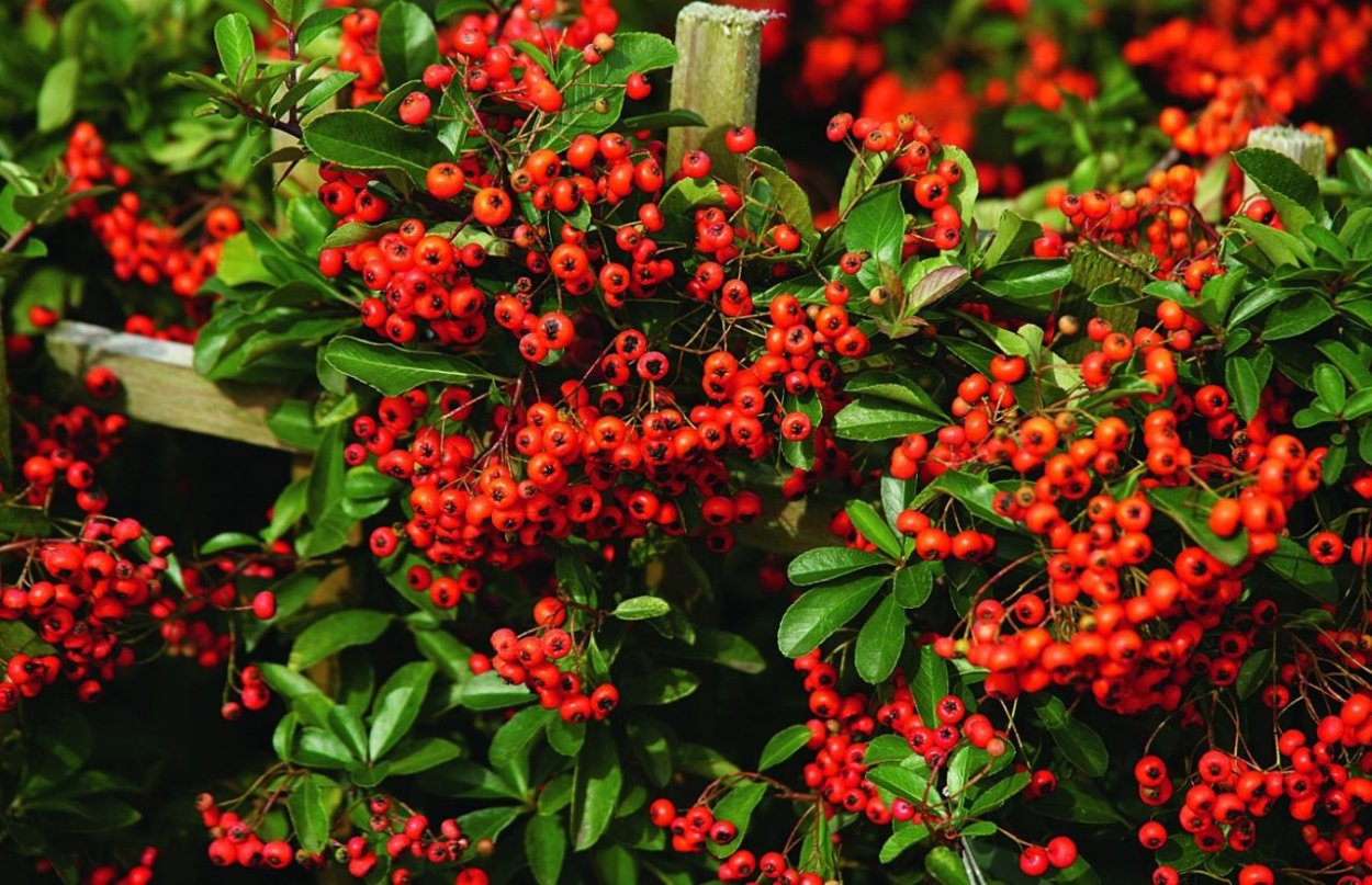 Пираканта пурпурная