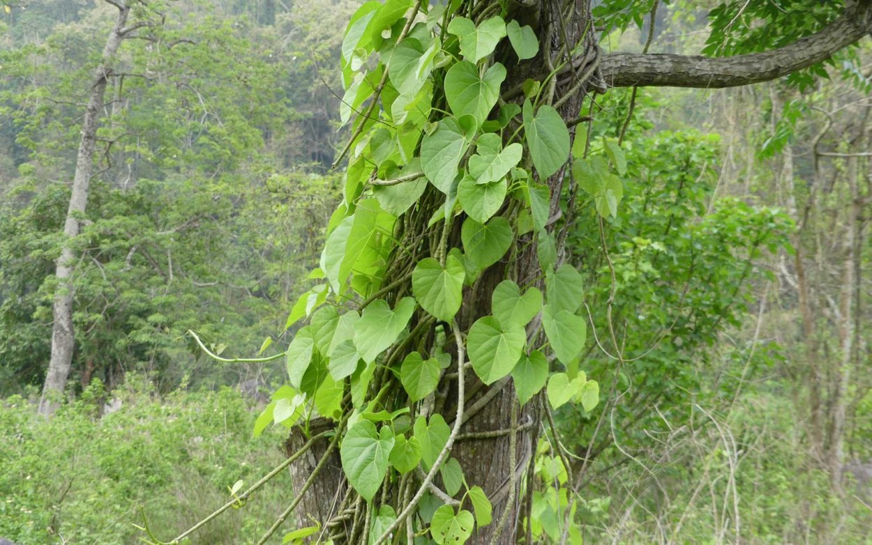 Пряная трава Базелла