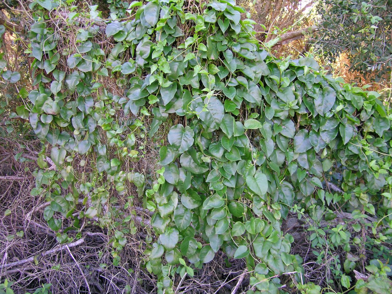 Жасмин анредера