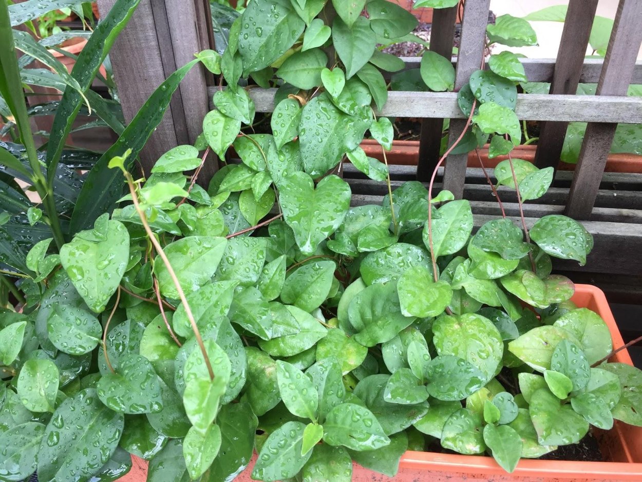 Комнатная клубневая Лиана