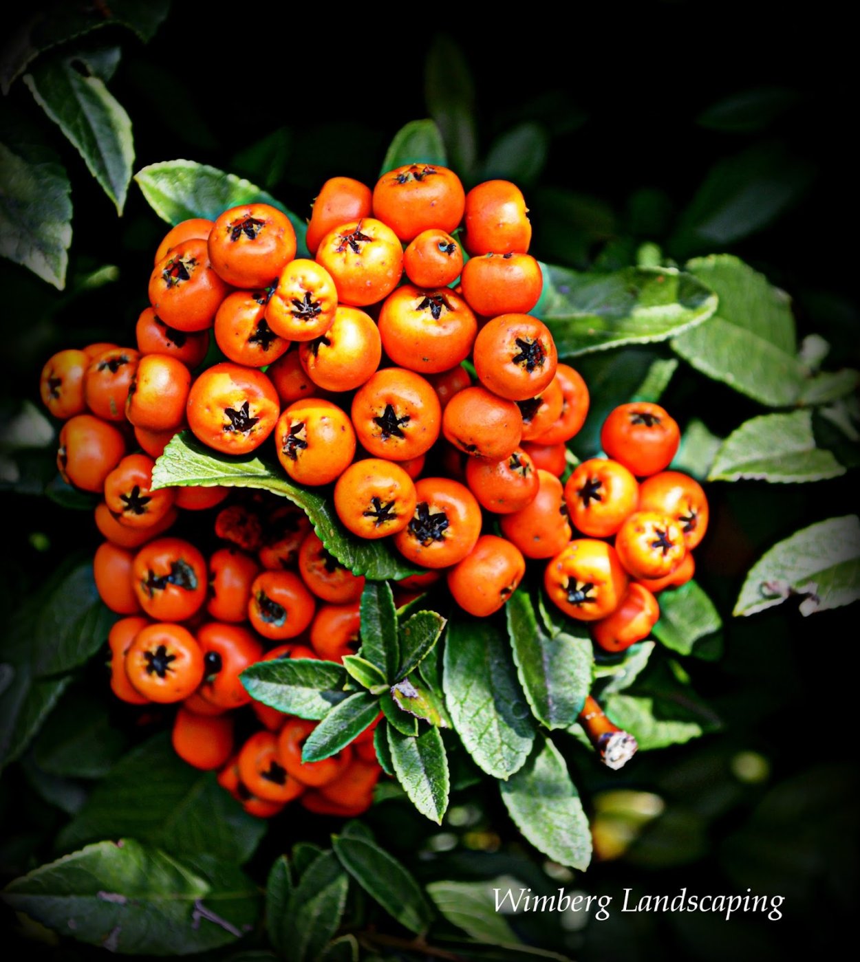 Пираканта Мохаве