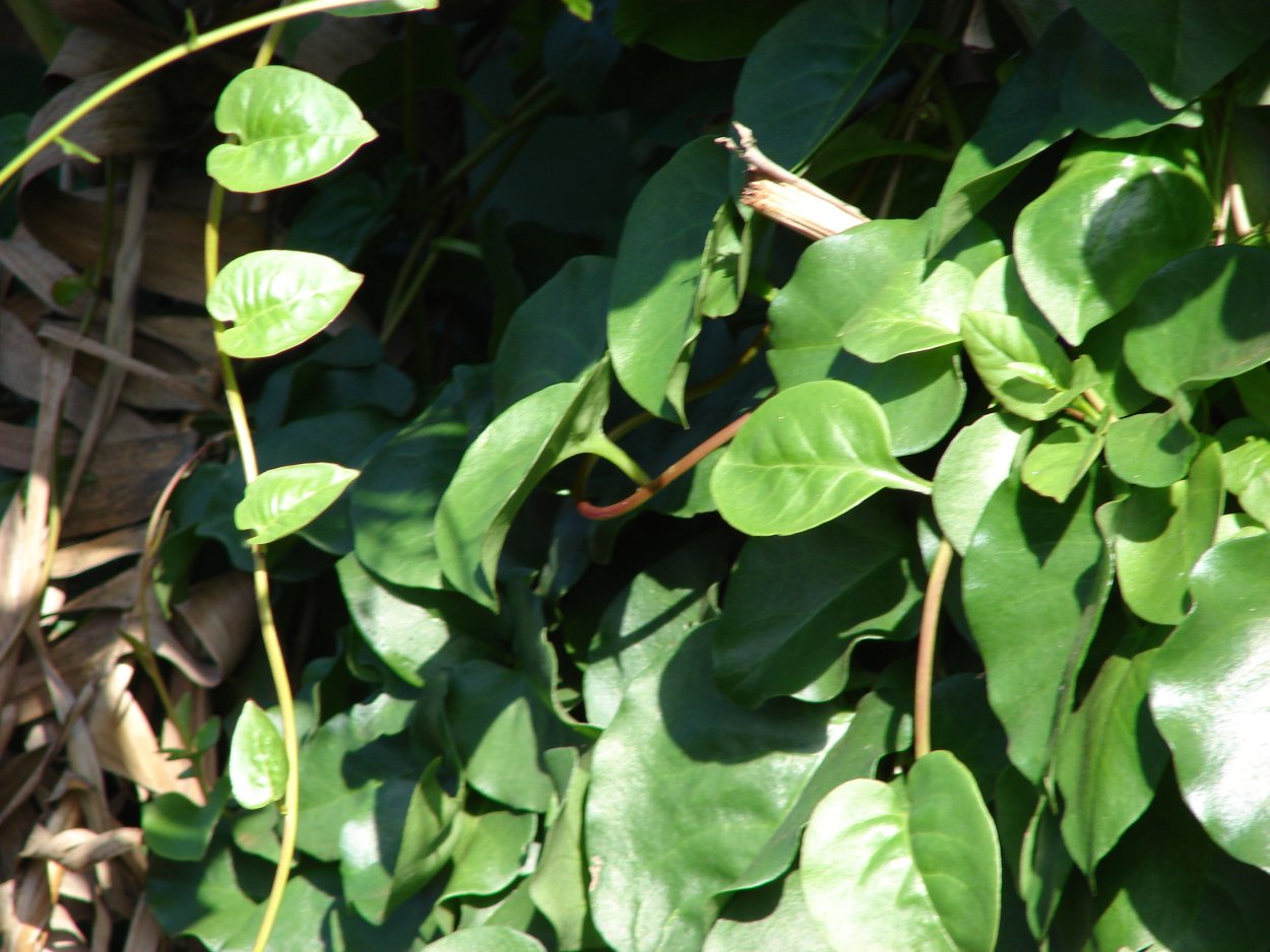 Лиана клубненосная анредера