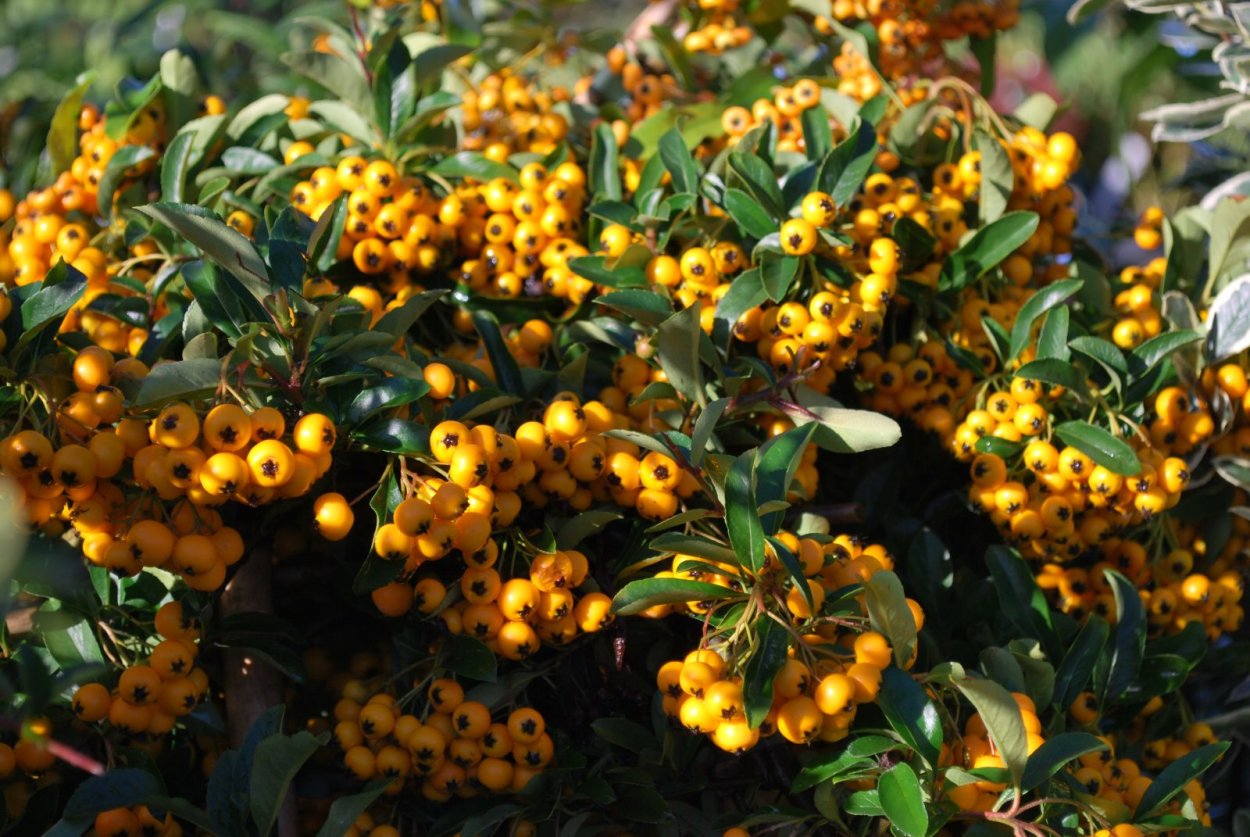 Пираканта шарлаховая