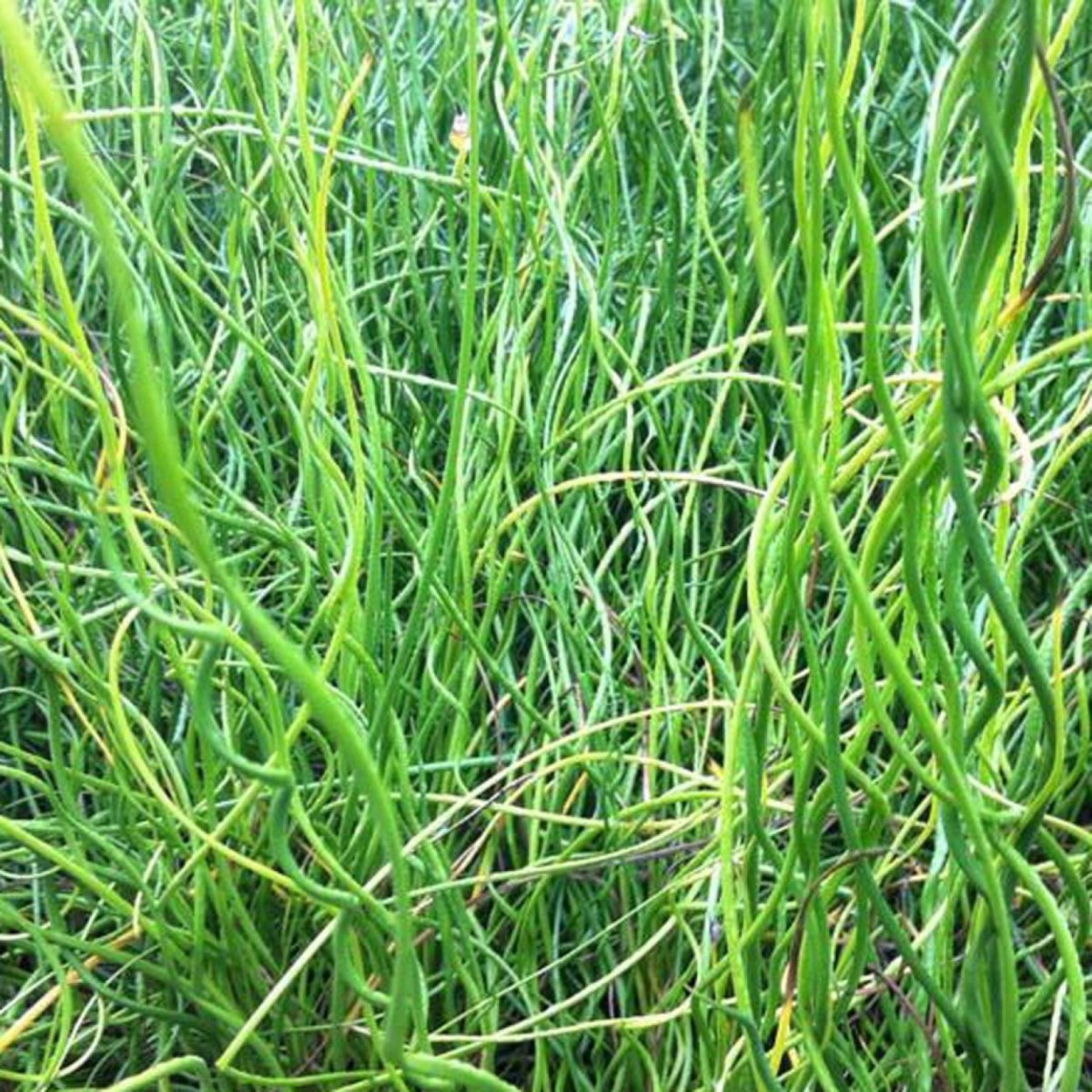 Андредера фото и описание