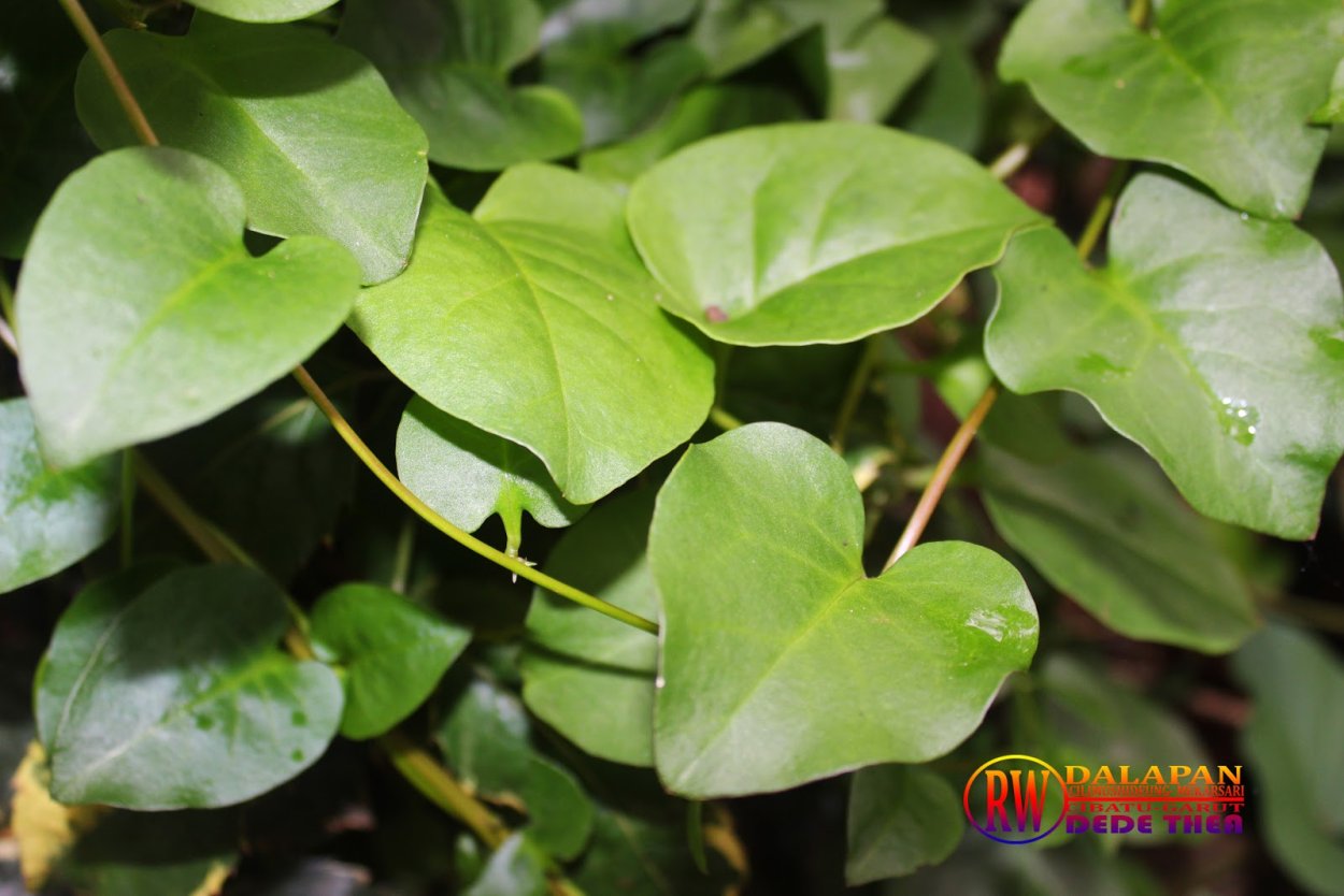 Anredera Baselloides