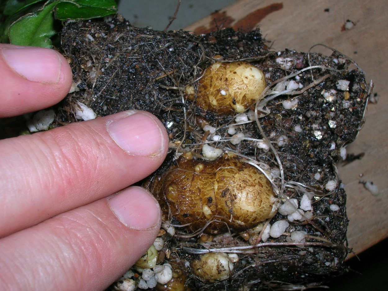 Цветок анредера комнатный