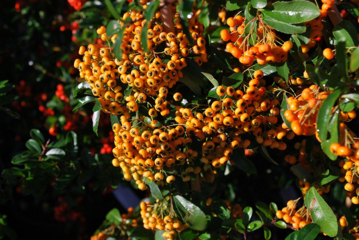 Пираканта шарлаховая