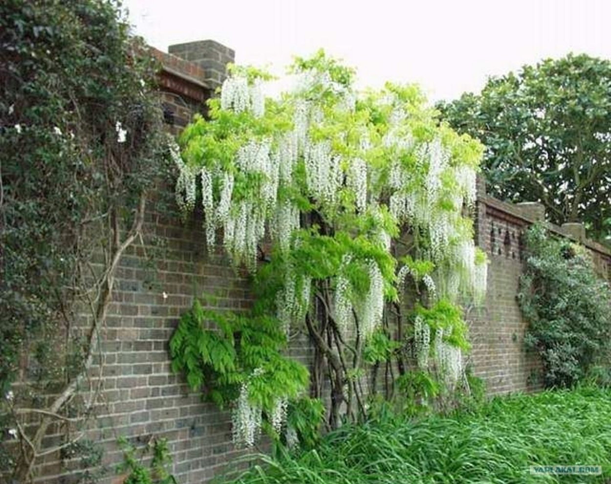 Азолла Каролинская