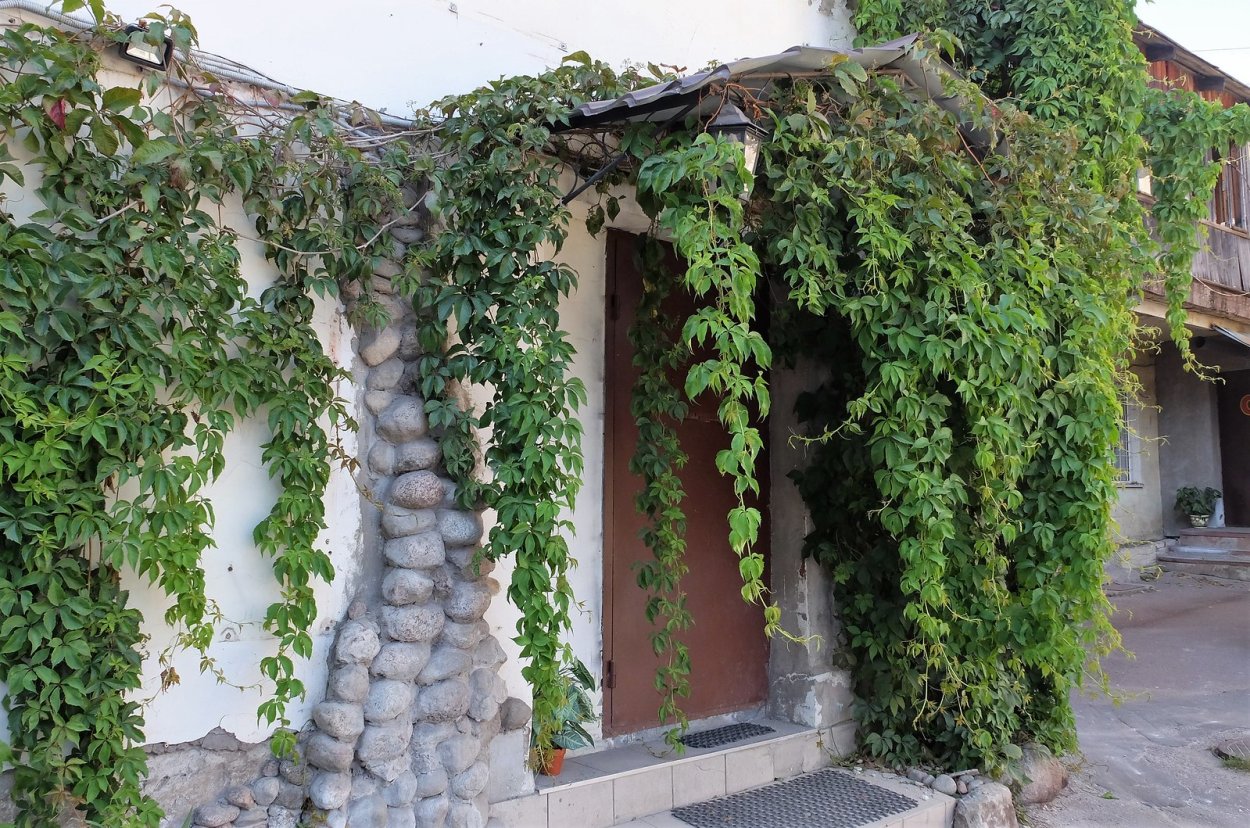 Как цветет каштан съедобный фото