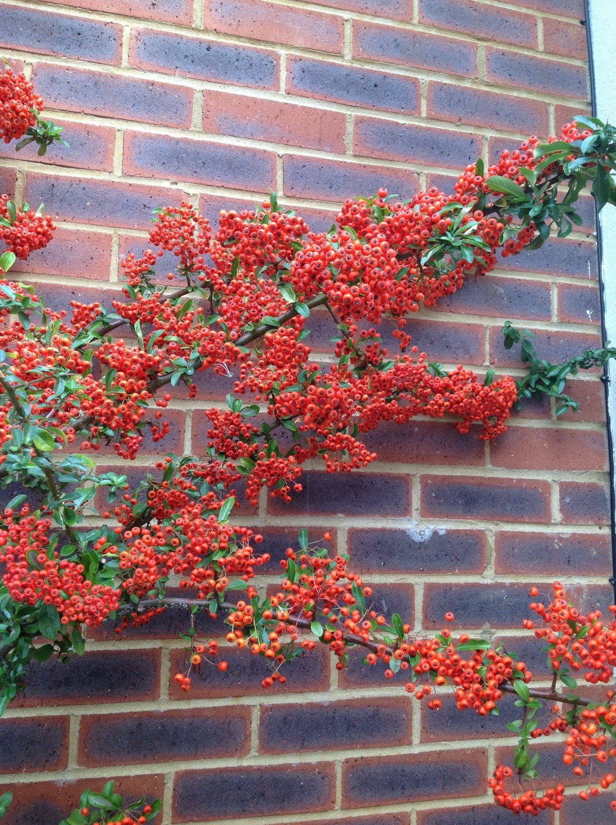Пираканта намандор