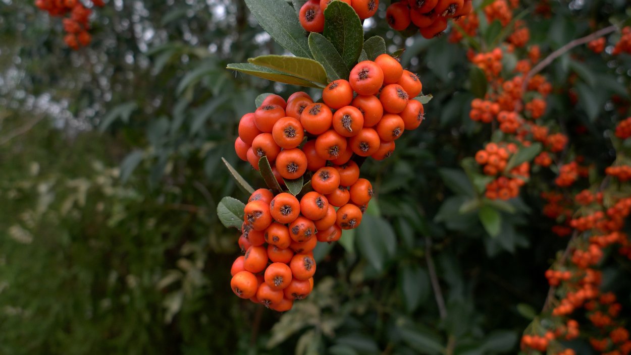 Длинные с красно оранжевыми ягодами